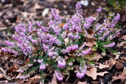 heather 'Sherwood Creeping'