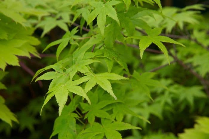 Japanese maple 'Waka-midori'