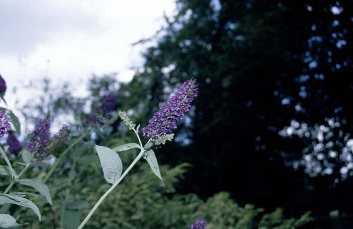 butterfly bush 'Empire Blue'