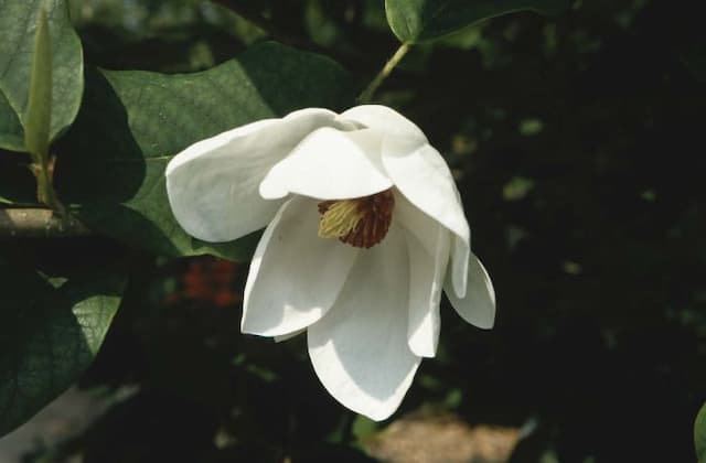 Chinese magnolia