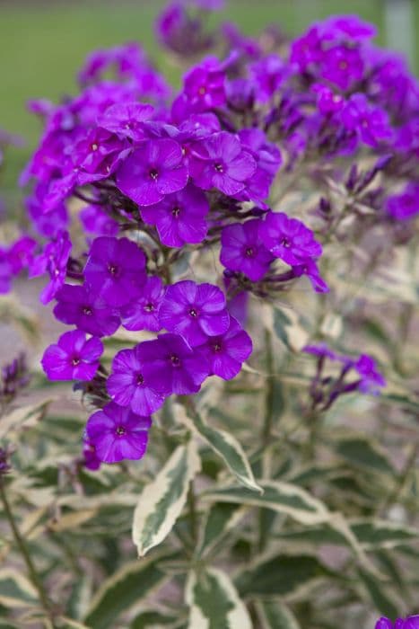 perennial phlox 'Harlequin'