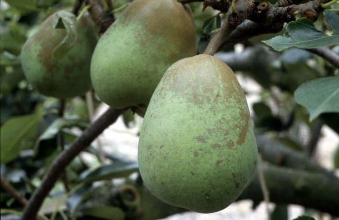 pear 'Pitmaston Duchess'