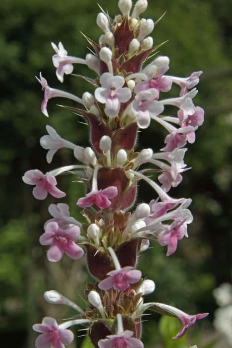 long-leaved whorlflower