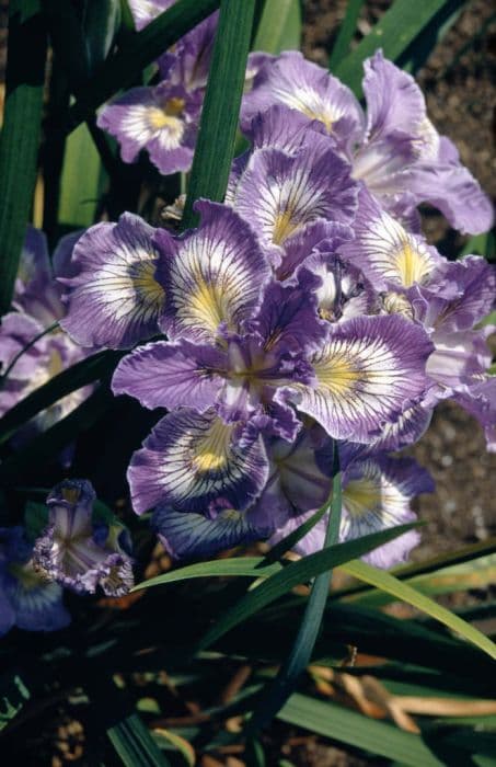 iris 'Peacock Pavane'