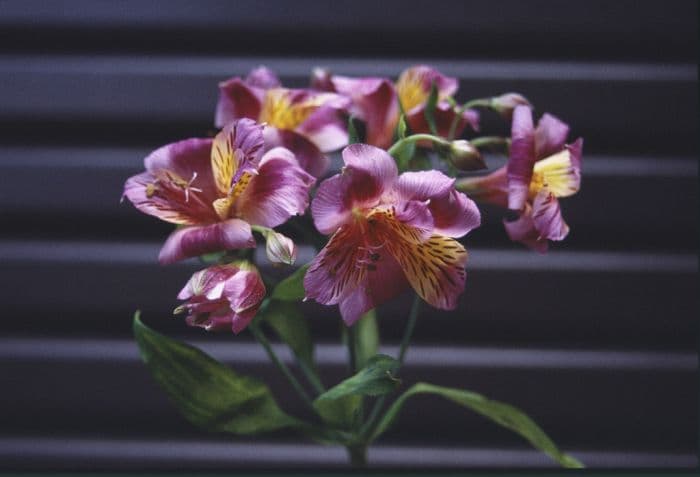 Peruvian lily 'Polka'