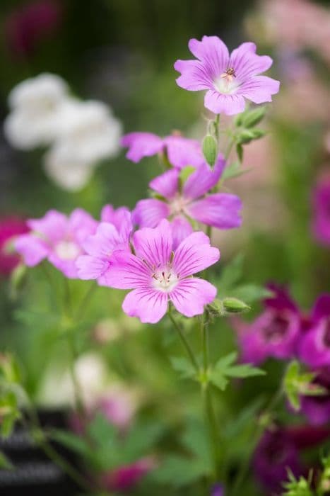 cranesbill 'Sirak'