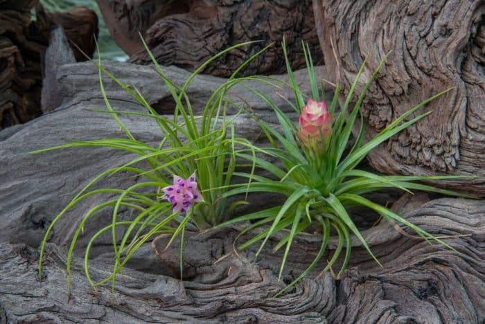 spotted air plant