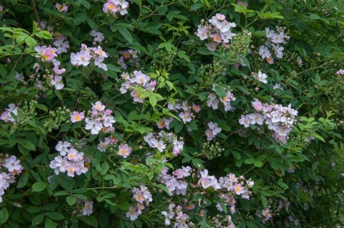 Chinese many-flowered rose