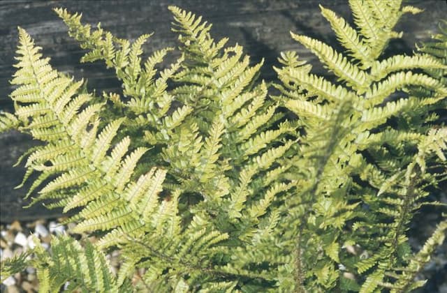 Scaly male fern