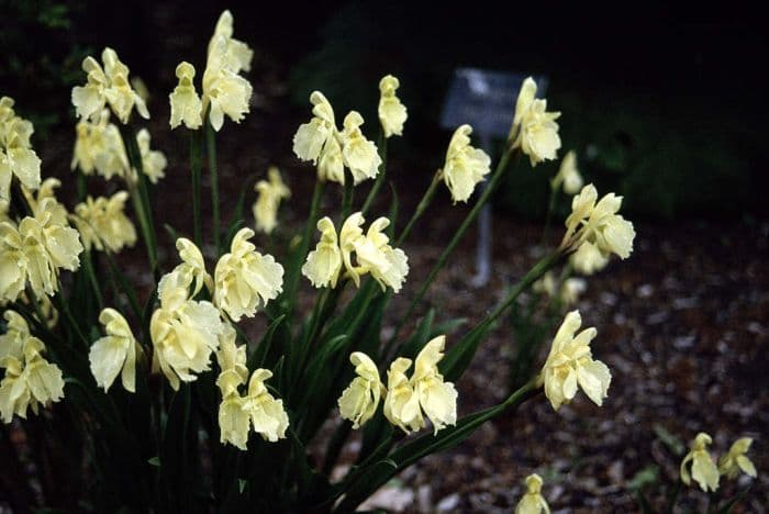 cautleya-flowered roscoea