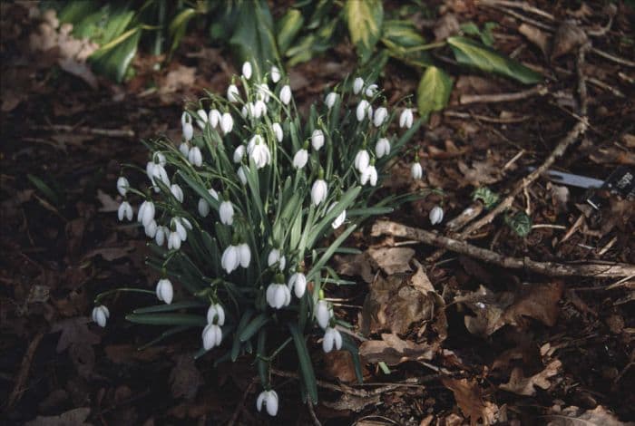 common snowdrop