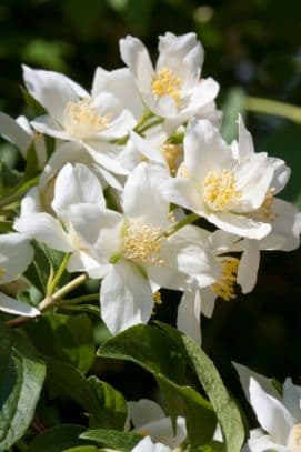 Lewis's mock orange