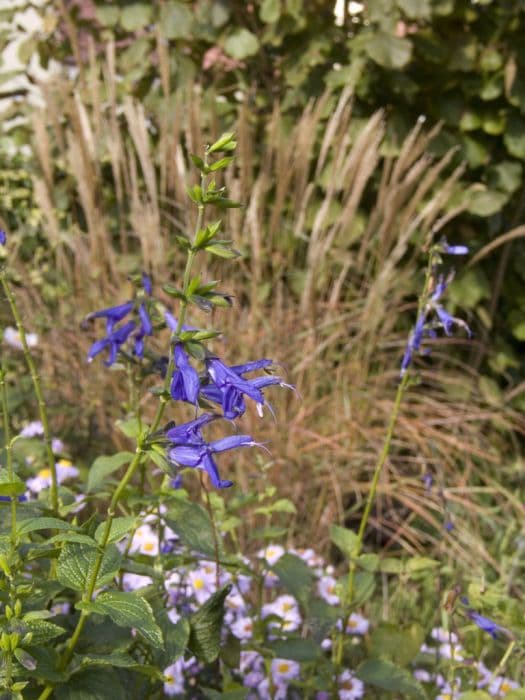 anise-scented sage