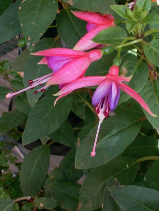 fuchsia 'Pink Fantasia'