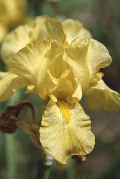 iris 'Chickee'