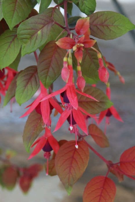 fuchsia 'Autumnale'