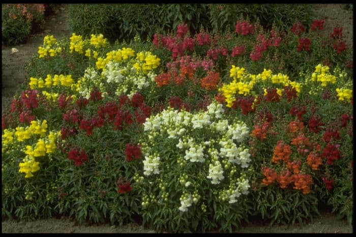 snapdragon Floral Carpet Series