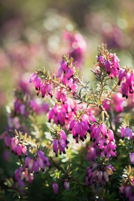 heather 'Winterfreude'