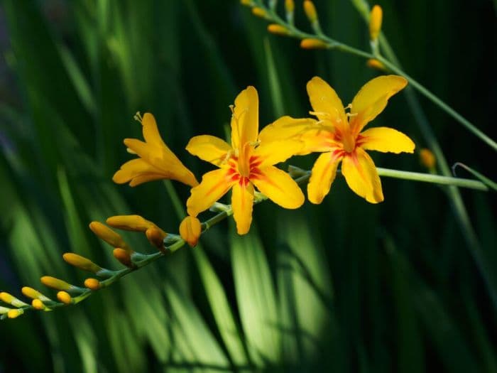 montbretia 'Hot Spot'