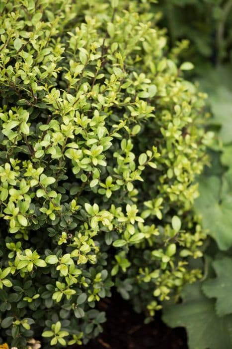 Japanese holly 'Dark Green'