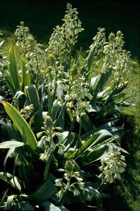 green-flowered galtonia