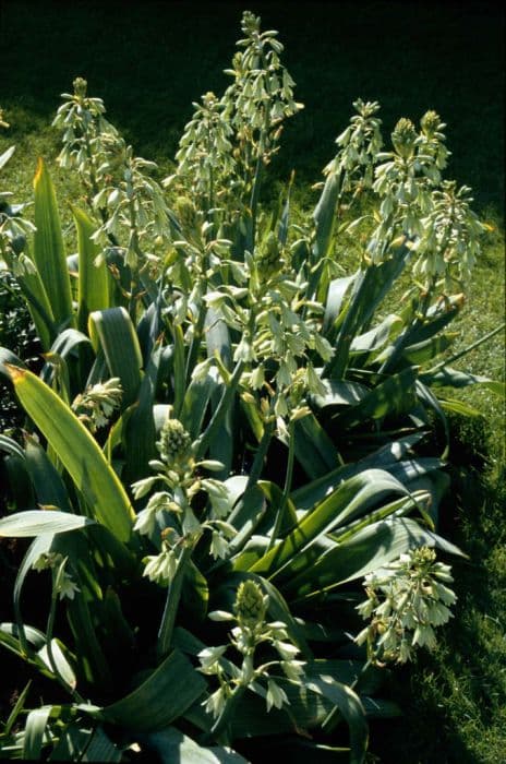 Green-flowered galtonia