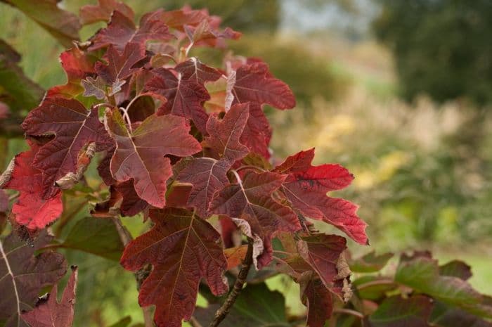 oak-leaved hydrangea