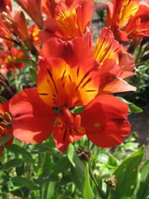 Peruvian lily