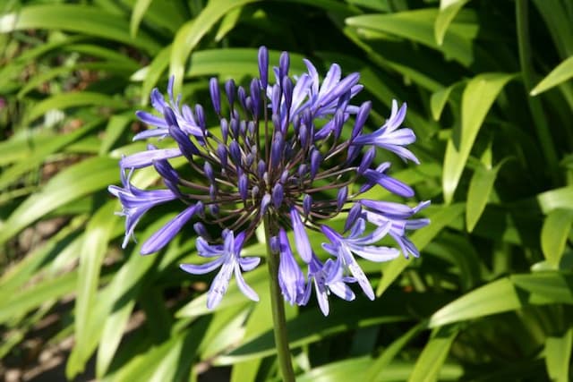 African lily 'Midnight Blue'