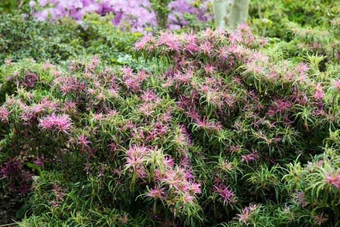 rhododendron 'Linearifolium'