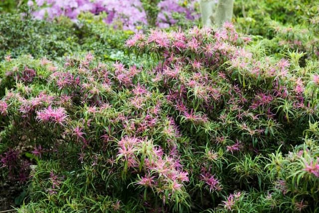 Rhododendron 'Linearifolium'