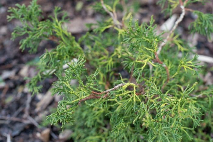 Hinoki cypress 'Tsatsumi Gold'