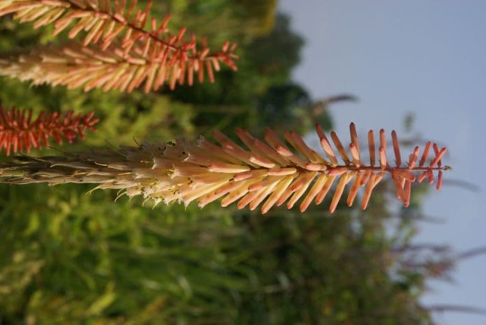 red-hot poker 'Jenny Bloom'