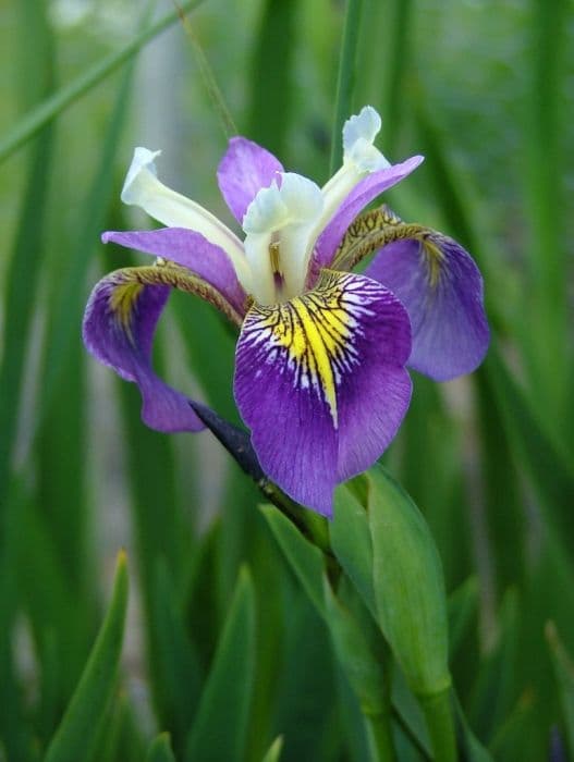 iris 'Regal Surprise'