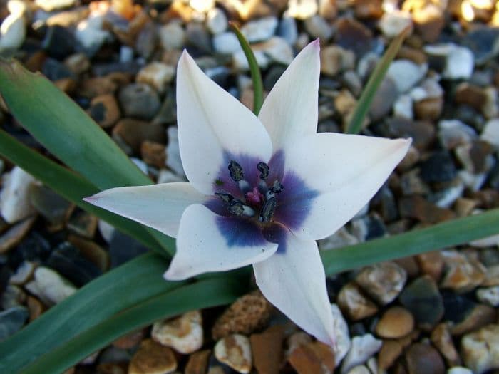 tulip Albocaerulea Oculata Group