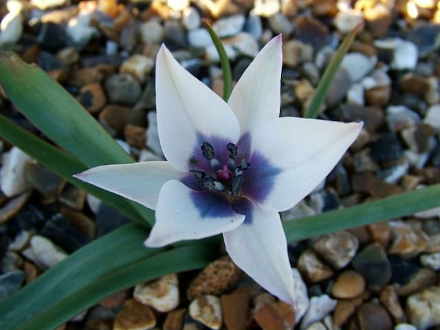 Tulip Albocaerulea Oculata Group