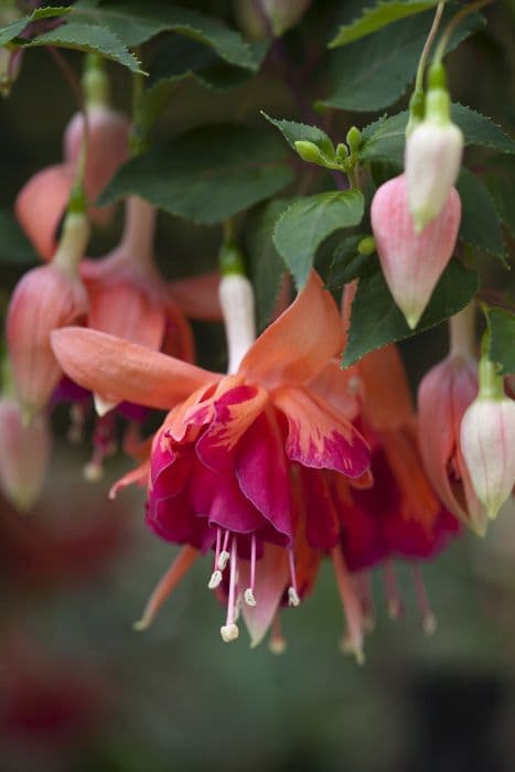 Fuchsia 'Orange King'