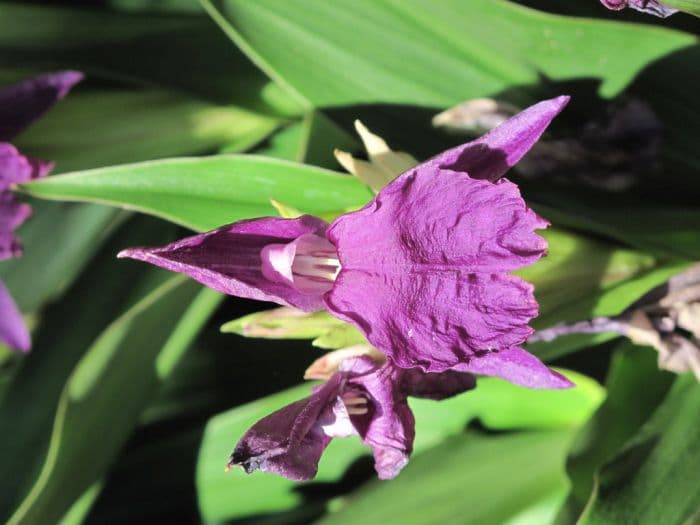 roscoea 'Summer Deep Purple'