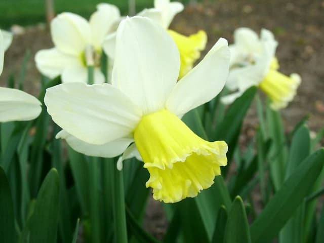 Daffodil 'Spring Essence'