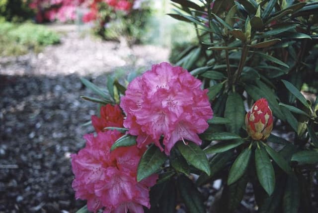 Rhododendron 'Hydon Hunter'