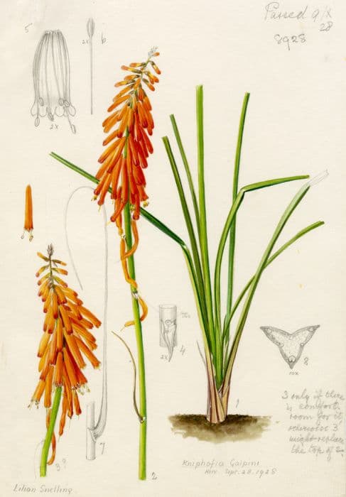 Galpin red-hot poker