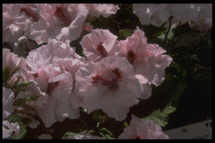 pelargonium 'Carisbrooke'