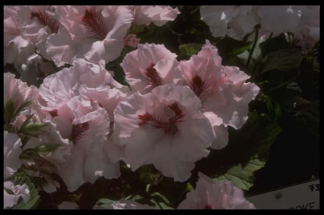 Pelargonium 'Carisbrooke'