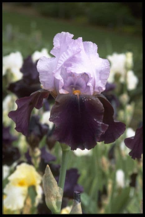 iris 'Pascoe'