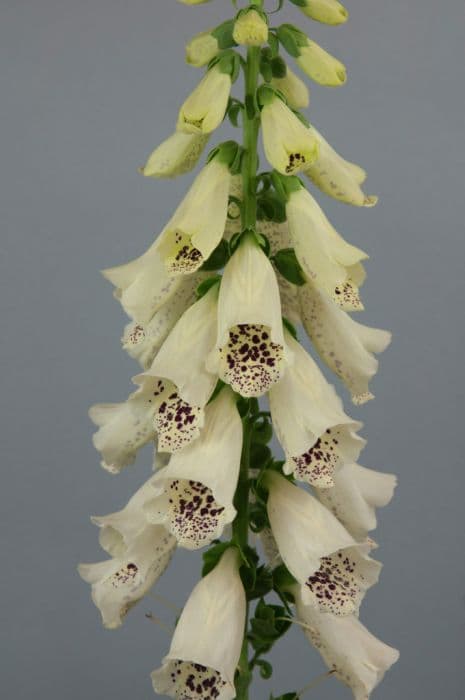 foxglove 'Camelot Cream'