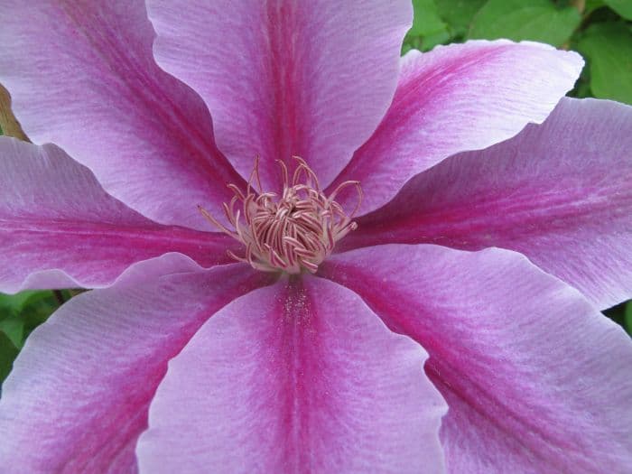 clematis 'Bees' Jubilee'