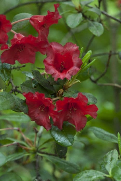 Rhododendron 'Baden-Baden'