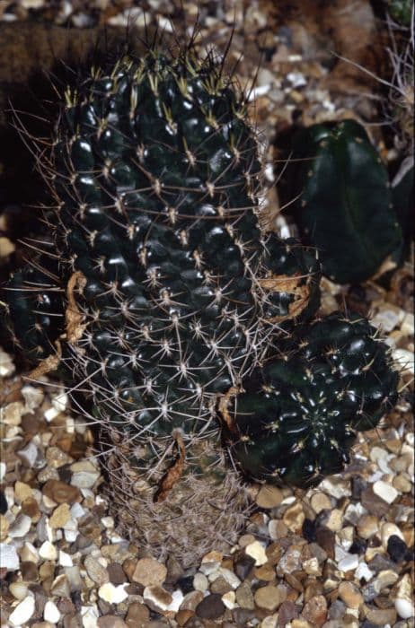 Wright's echinopsis