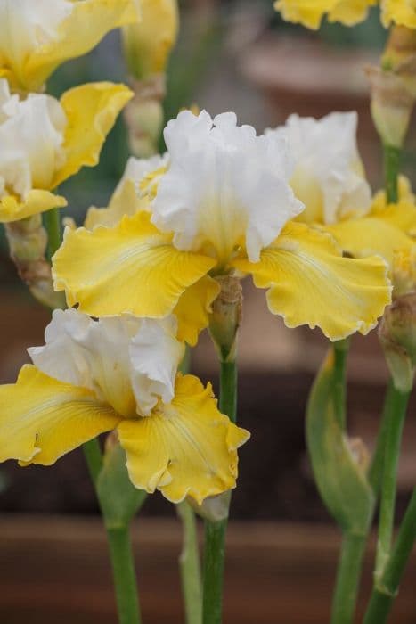 iris 'Vicomtesse de Curel'