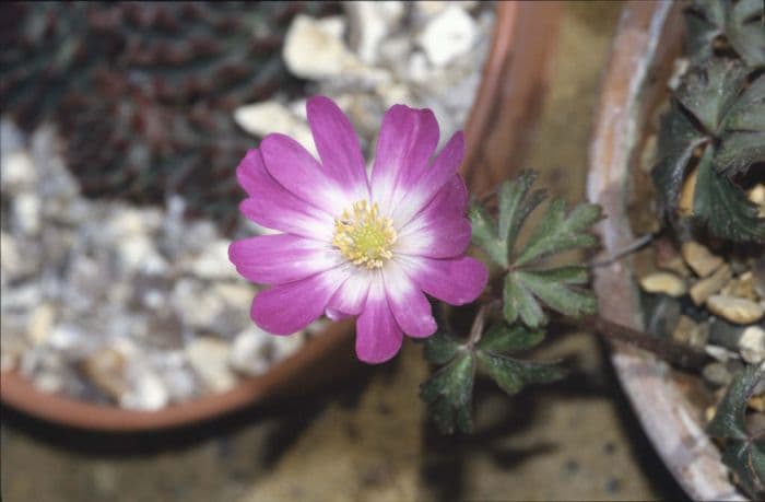 winter windflower 'Radar'